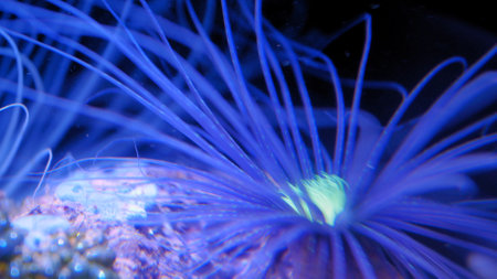 Coral Reef Polyp Long Blue Tentacles Feedingの写真素材