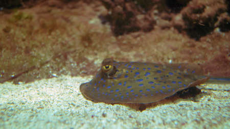 Stingray Swimming on Sandy Seabedの写真素材