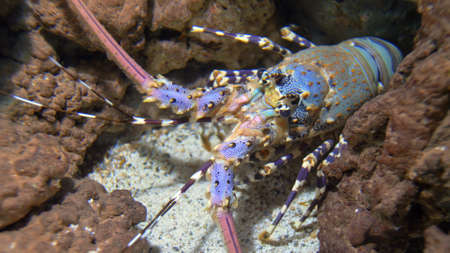 Colorful Langouste Rock Lobster Underwaterの写真素材