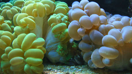 Colorful Corals Polyps on Shallow Water Coral Reef Close-upの写真素材