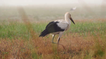 White Storks Walking on Field of Grain on Foggy Morning