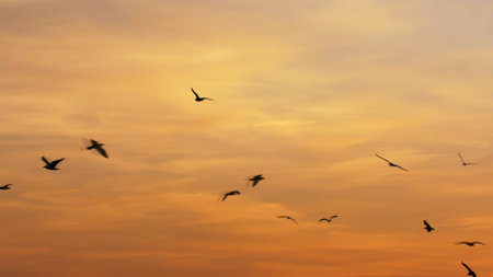 Seagull Birds Flying over Sea at Sunset Slow Motionの写真素材