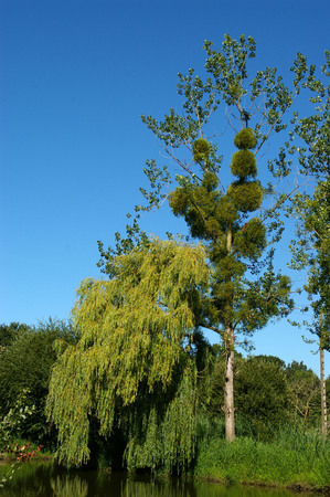 SWAMP TREE