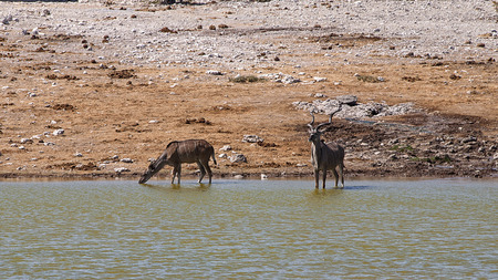 Kudus in the Etosha National Park, Namibiaの写真素材