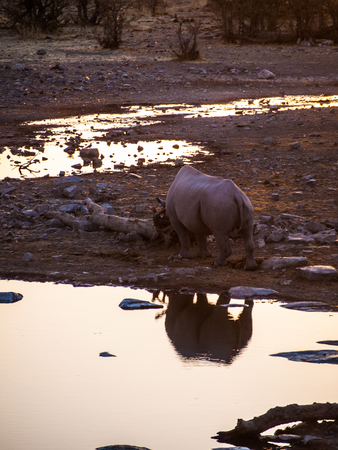 Rhino in the Etosha National Park at sunset, Namibiaの写真素材