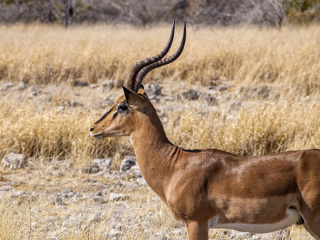Springbok in the Etosha National Park, Namibiaの写真素材