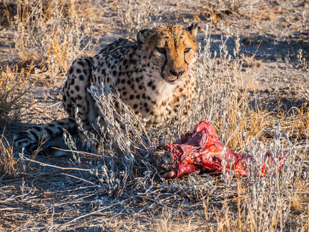 Cheetah in Otjitotongwe Cheetah Farm, Namibiaの写真素材