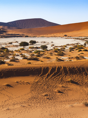 Deadvlei in the Namib Naukluft National Park, Sesriem, Namibiaの写真素材