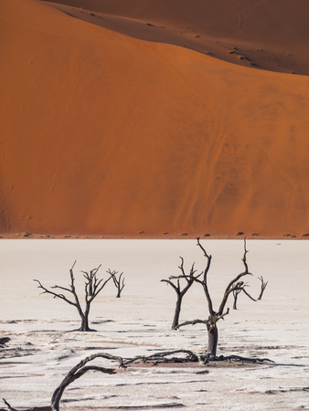 Deadvlei in the Namib Naukluft National Park, Sesriem, Namibiaの写真素材