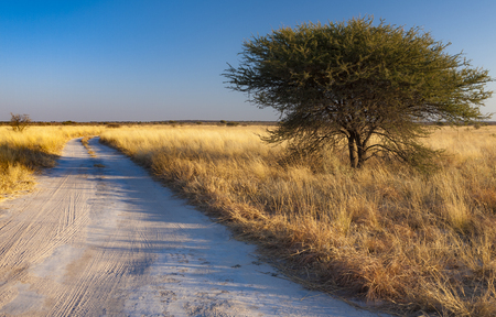 Central Kalahari Game Reserve, Botswanaの写真素材