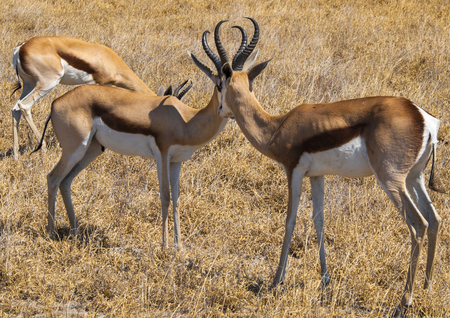 Springbok in the Central Kalahari Game Reserve, Botswanaの写真素材