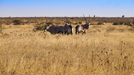 Oryx in the Central Kalahari Game Reserve, Botswanaの写真素材