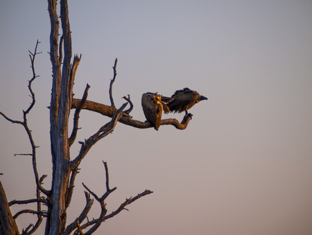 Vultures on a tree at sunrise in the Chobe Natural Park in Botswana, Africaの写真素材