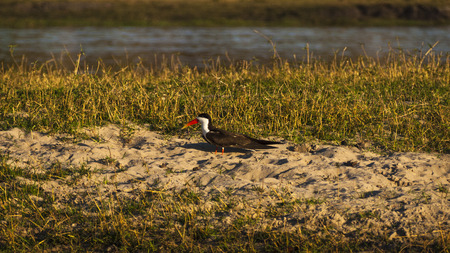 Skimmer bird in Chobe Natural Park in Botswana, Africaの写真素材