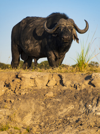 Buffalo in Chobe Natural Park in Botswana, Africaの写真素材
