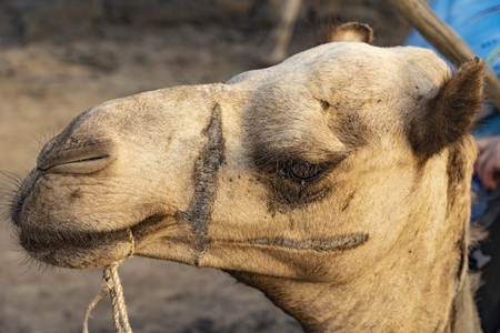Portrait of camel near Erta Volcano ale in the Danakil depression in Ethiopia, Africa.の写真素材