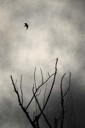 Bird flying in silhouette among dead branches.の写真素材