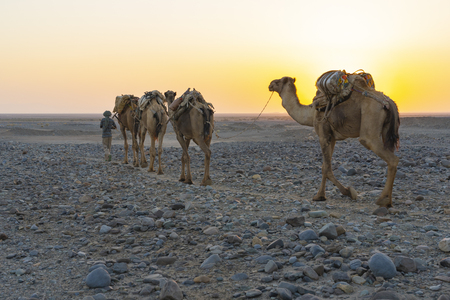 A caravan of dromedaries transporting salt guided by an Afar man in the Danakil Depression in Ethiopiaの写真素材