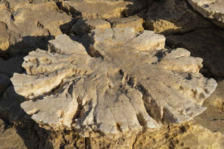 Concretions of salt rocks at Dallol in the Danakil Depression in Ethiopia, Africa.の写真素材