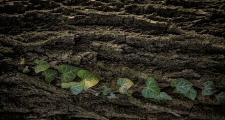 Green leaves of ivy on a wood trunk.の写真素材