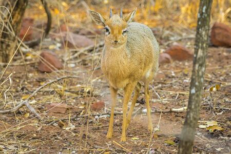 A Dik dik antelope in the Waterberg Plateau National Park in Namibia, Africa.の写真素材