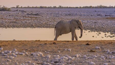 Elephant approaching a waterhole in the Etosha National Park in Namibia in Africa. の写真素材