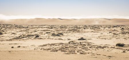 View in the morning of the Skeleton Coast desert dunes in Namibia in Africa.の写真素材
