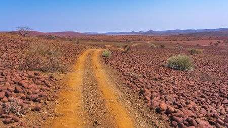 Scenic view of the Palmwag Concession Area with milkbushes in Namibia in Africa.の写真素材