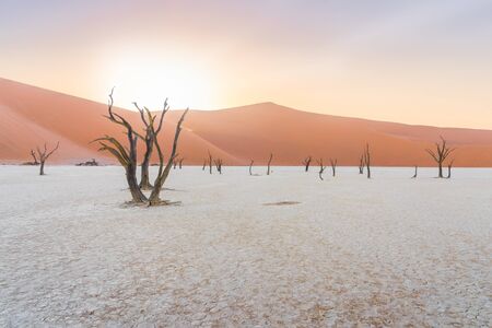 Sunrise on dead acacia trees at Deadvlei in the Namib desert in Namibia, Africa.の写真素材