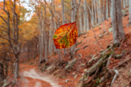 Close up of a beech tree red leaf in autumn at Colle del Melogno in Liguria, Italy. Foliage.の写真素材