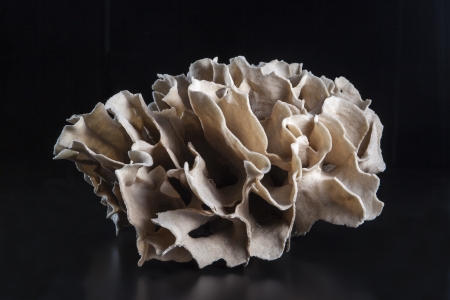 sponge of sea with black background