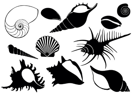 illustration of sea shells のイラスト素材