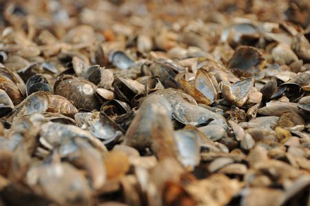 at the seaside, the mussels, cockleshells