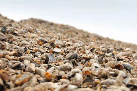 at the seaside, the mussels, cockleshells