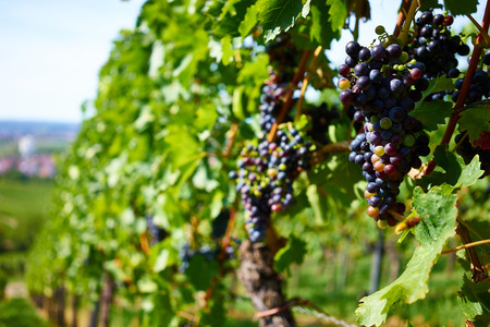 Bunch of ripe vine berries in sunshineの写真素材