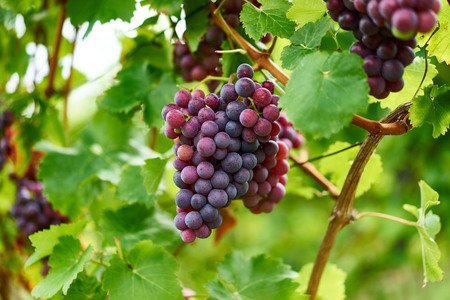 Bunch of vine berries in sunshineの写真素材