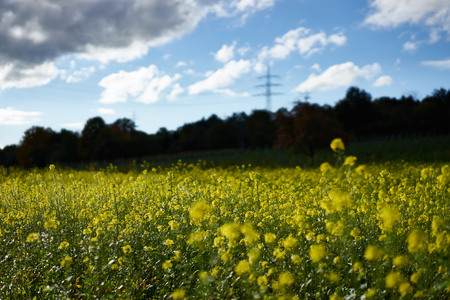 Yellow rape on a field or meadow under blue sky in germany