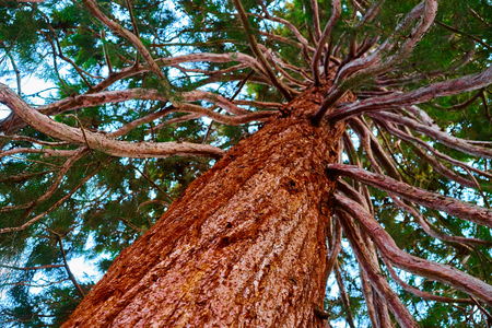 Mammoth tree with many branches skywardの写真素材