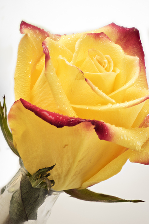 yellow rosesの写真素材