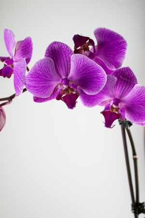 Pink streaked orchid flower, isolatedの写真素材