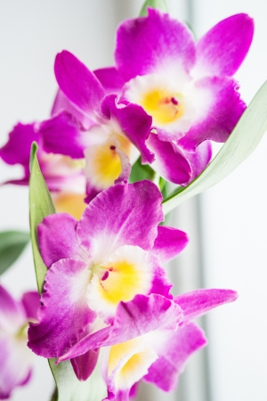 beautiful pink dendrobium flowersの写真素材