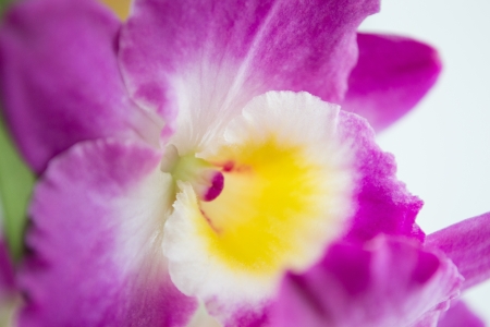 beautiful pink dendrobium flowersの写真素材