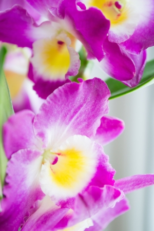 beautiful pink dendrobium flowersの写真素材