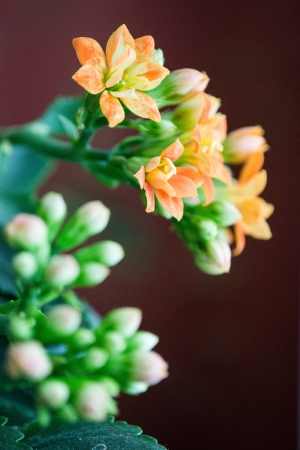 Orange, yellow flowers   Kalanchoeの写真素材