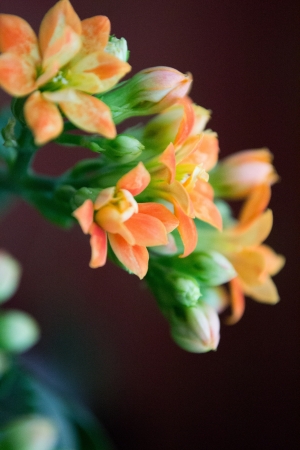 Orange, yellow flowers   Kalanchoeの写真素材