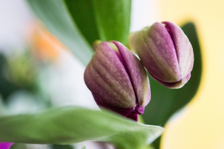 dendrobium flower budの写真素材