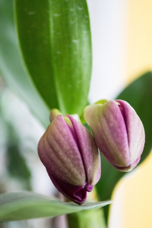 dendrobium flower budの写真素材