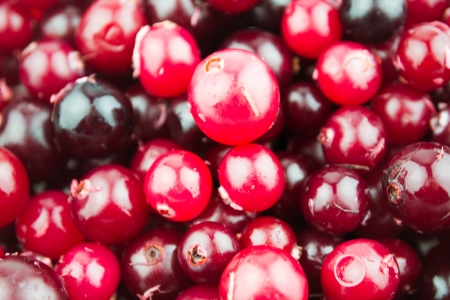Red ripe cranberries backgroundの写真素材