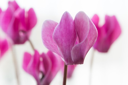 Pink cyclamen flowers isolated on white backgroundの写真素材