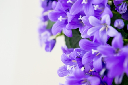 campanula or bellflowers on whiteの写真素材